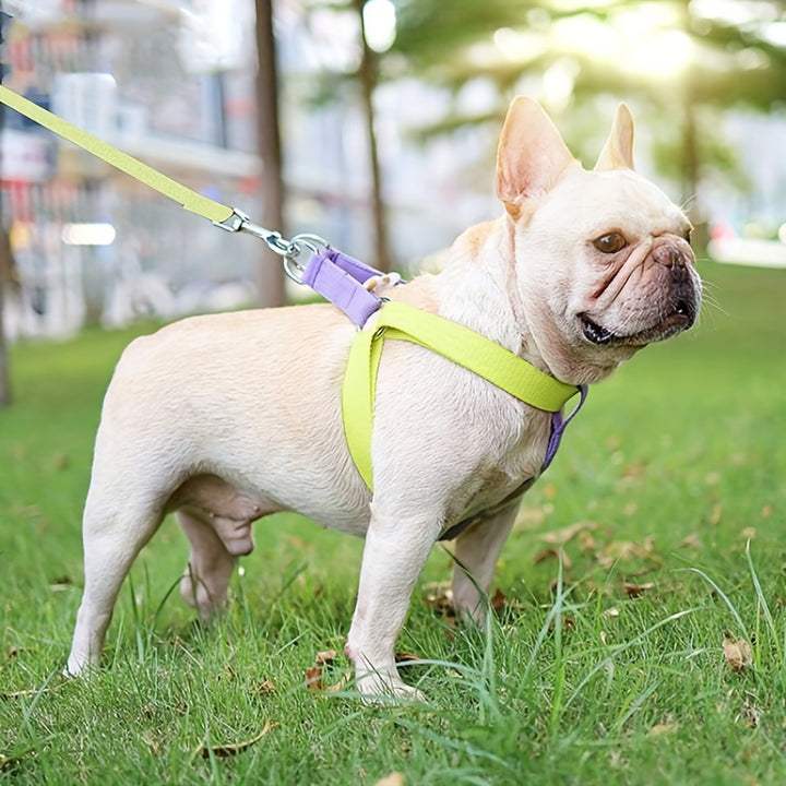 Rainbow Colorblock Pet Harness Set With Chest Leash